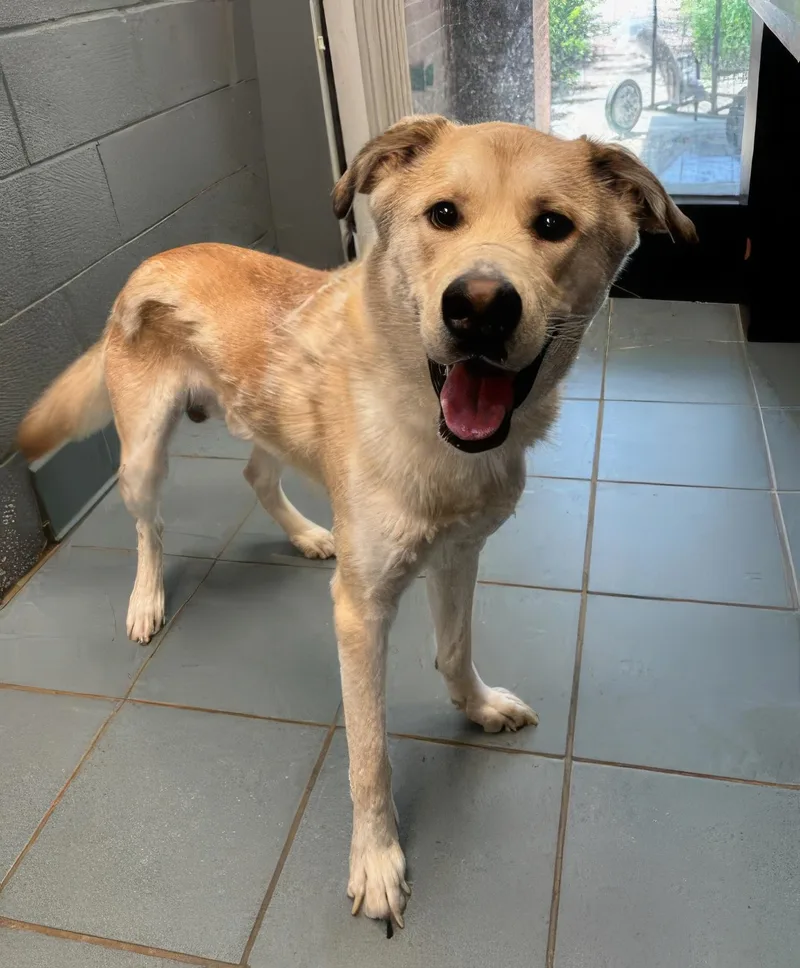 An adult medium-sized male Brown / Chocolate Mixed Breed dog named Midas for adoption in Nashville, TN