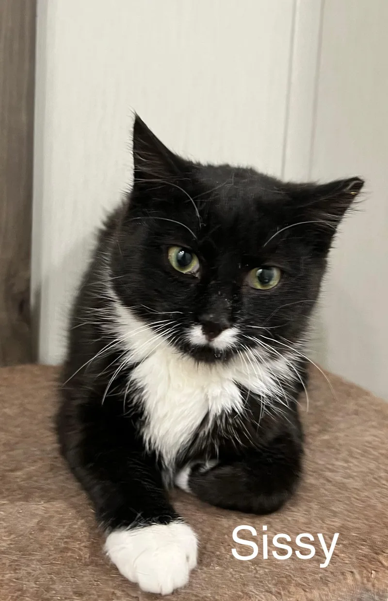 Sissy
