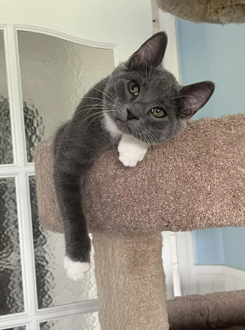 A baby medium-sized female Gray & White Domestic Short Hair cat named Simone for adoption in Culpeper, VA