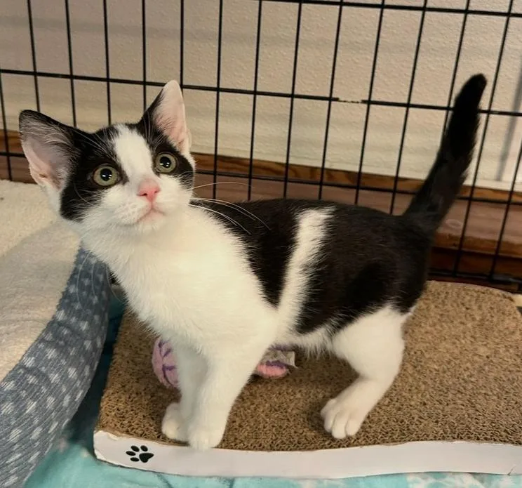 A baby small-sized female Black & White / Tuxedo Domestic Short Hair cat named Mia for adoption in Woodbridge, VA