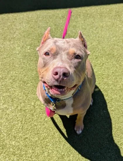 A senior large-sized female Mixed Breed dog named Bonita for adoption in Bellevue, WA