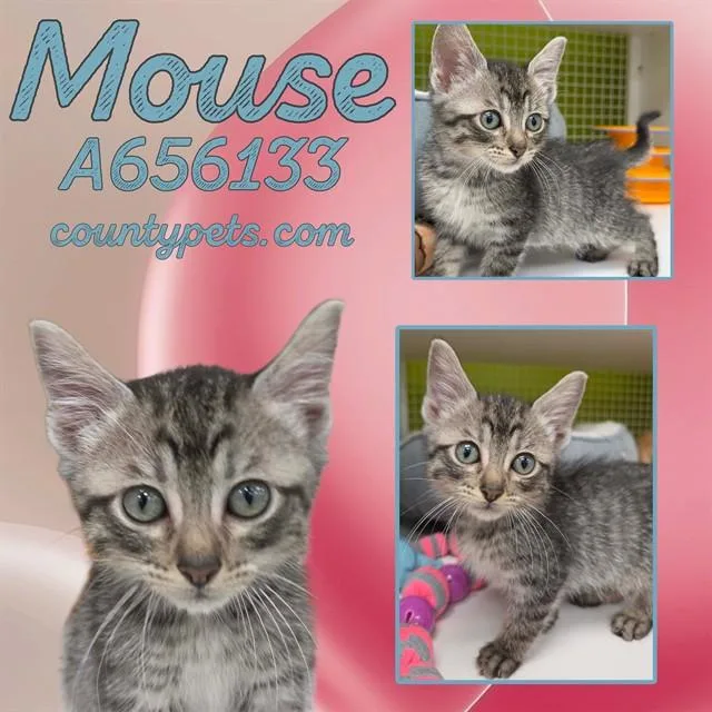 Mouse