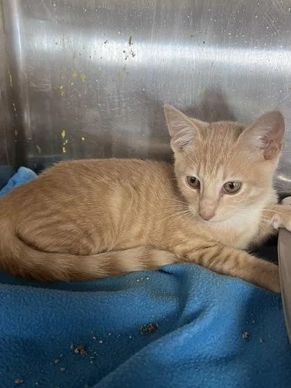 A baby medium-sized female Domestic Short Hair cat named Toni for adoption in Houston, TX