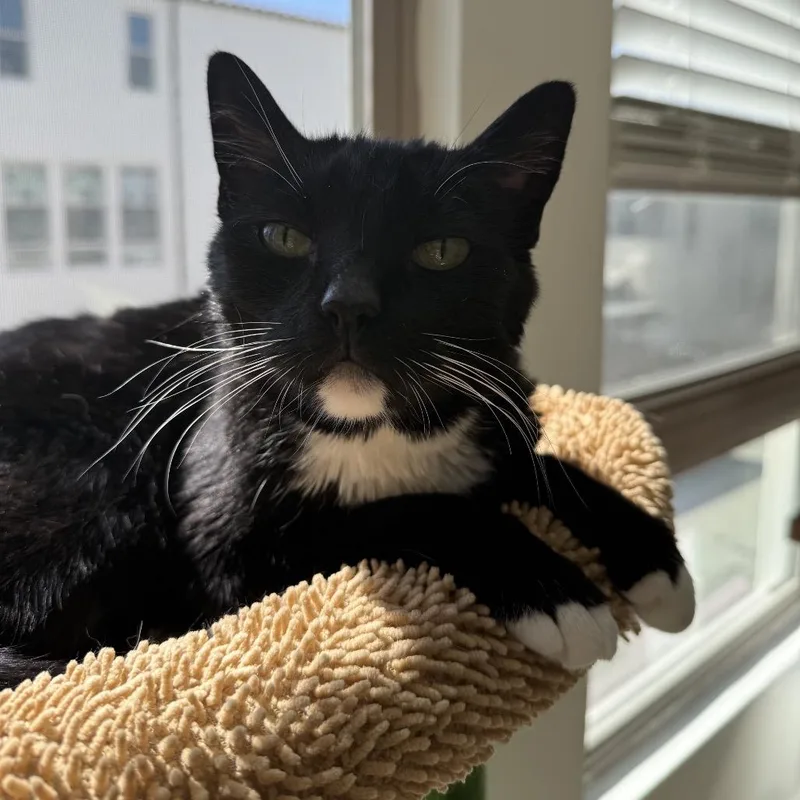 A senior small-sized male Black Domestic Short Hair cat named Jessie for adoption in Tustin, CA