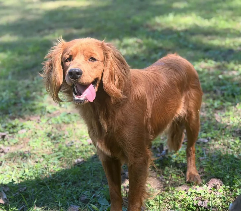A young medium-sized male Golden Retriever dog named Tundra for adoption in Wheelersburg, OH