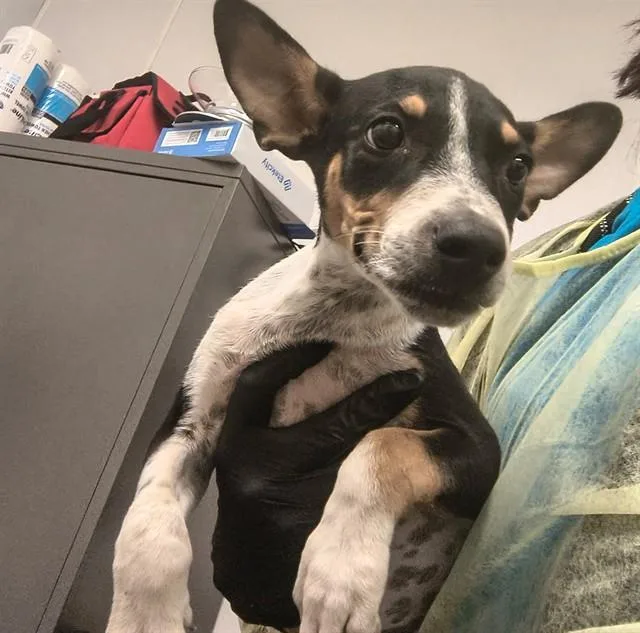 A baby small-sized male Chihuahua dog named Christopher for adoption in Tucson, AZ