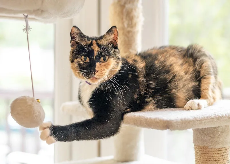 An adult medium-sized female Tortoiseshell cat named Loretta for adoption in Buford, GA