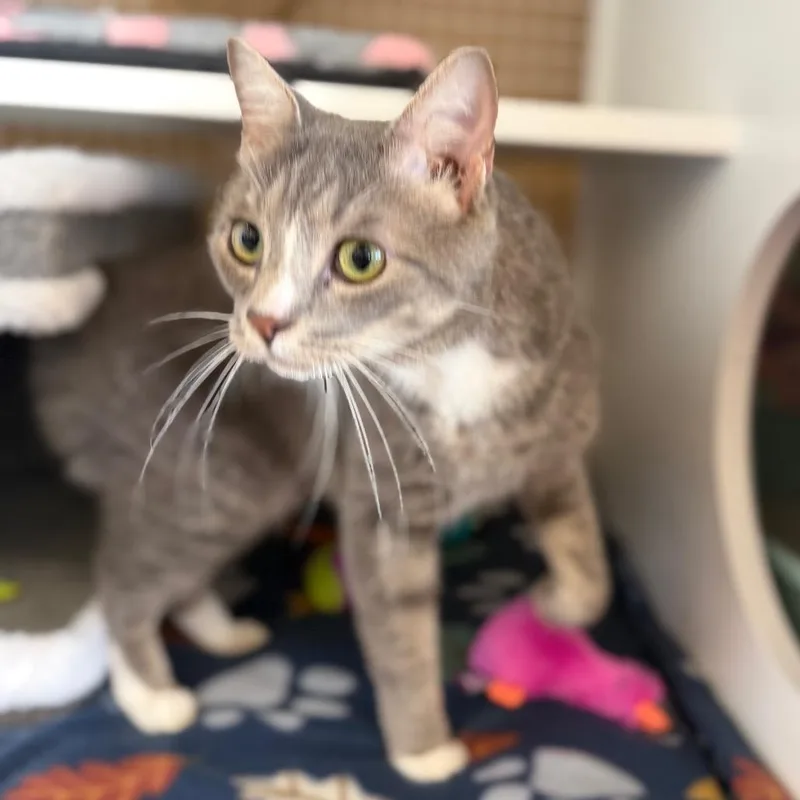 A young small-sized male Gray / Blue / Silver Domestic Short Hair cat named Poncho for adoption in Frederick, MD