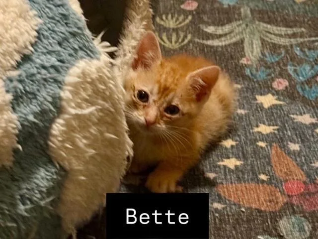 A baby small-sized female Orange / Red Abyssinian cat named Bette for adoption in Parlier, CA