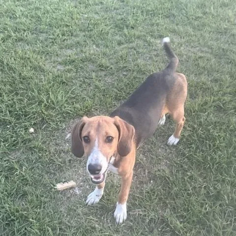 A young medium-sized female Tricolor (Brown, Black, & White) Foxhound dog named Suzie gorgeous playful for adoption in Charlottesville, VA