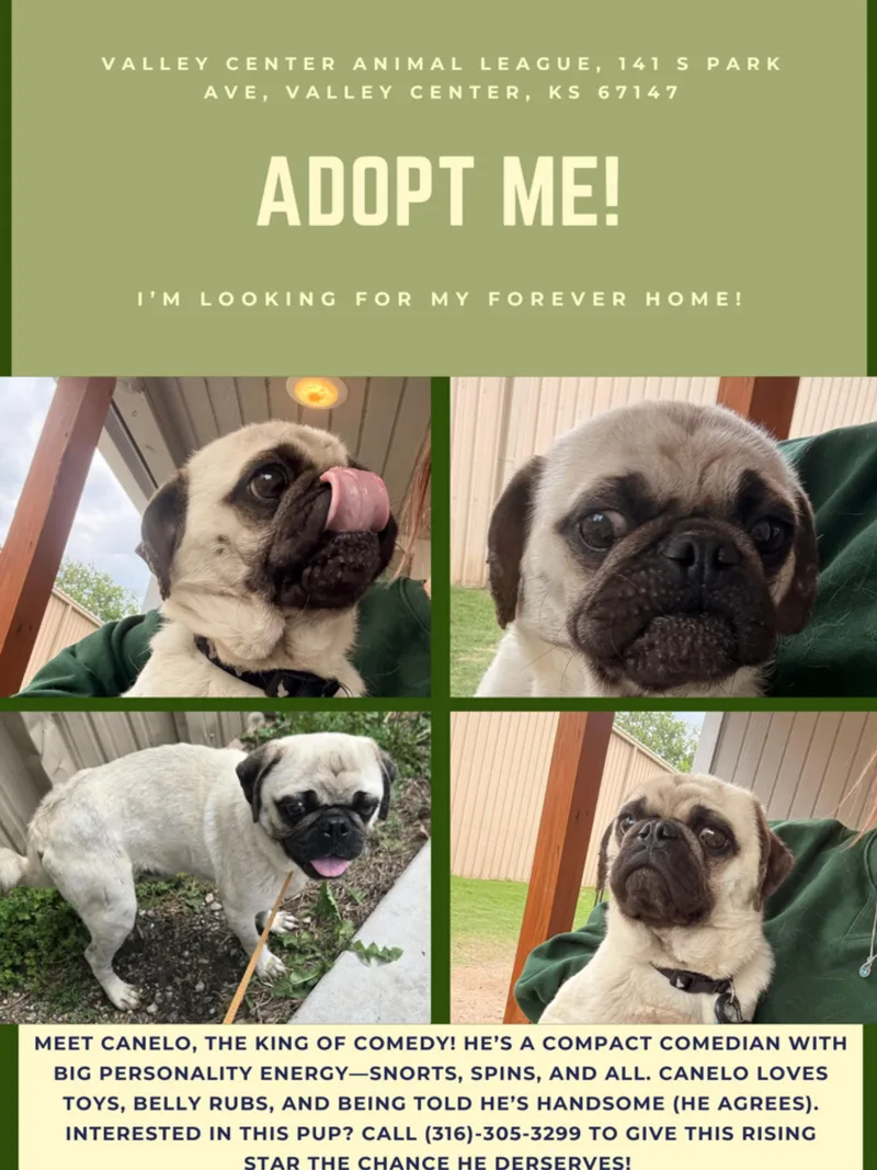 An adult small-sized male White / Cream Pug dog named Canello for adoption in Valley Center, KS
