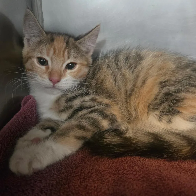 A baby small-sized female Domestic Medium Hair cat named Yuki for adoption in San Jacinto, CA