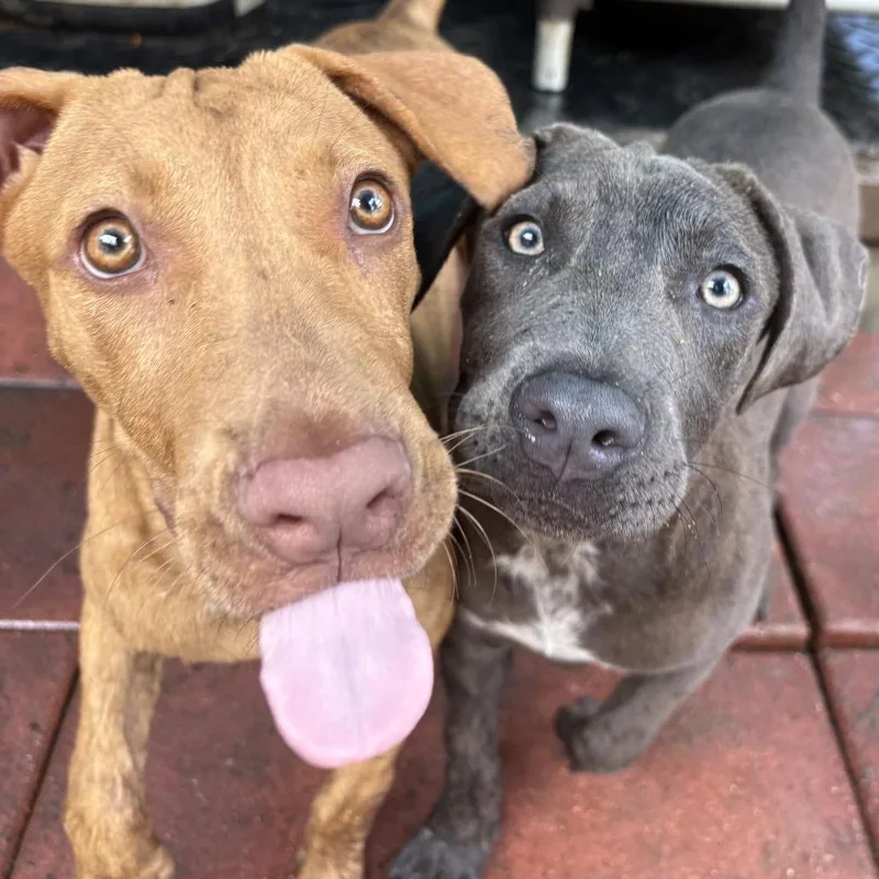 Christine thumbnail 3