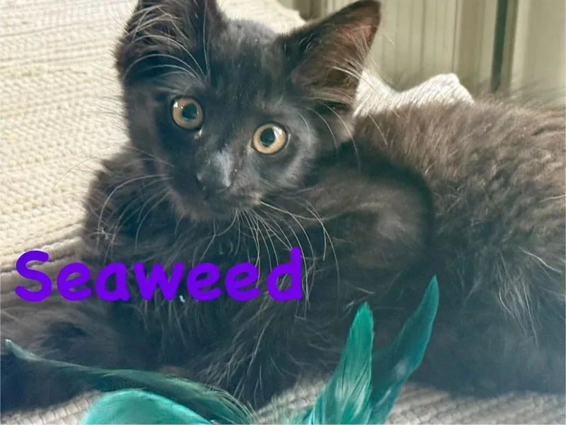 A baby small-sized male Domestic Short Hair cat named Seaweed for adoption in Ocala, FL