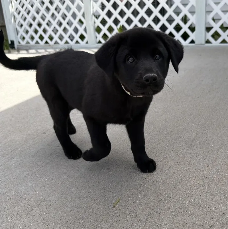 A baby large-sized female Tricolor (Brown, Black, & White) Labrador Retriever dog named Connecticut : Madison for adoption in Aurora, IN