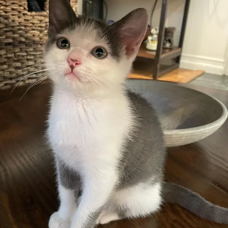 A baby small-sized female Gray / Blue / Silver Domestic Short Hair cat named La Croix for adoption in Long Beach, CA
