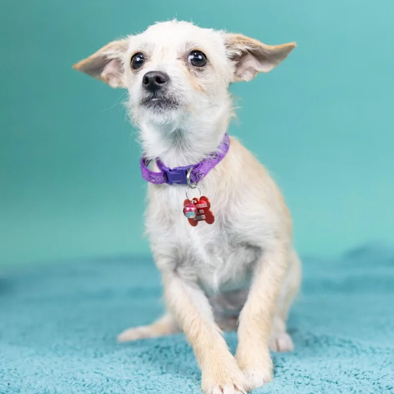 A young small-sized female White / Cream Terrier dog named Tonic for adoption in Portland, OR
