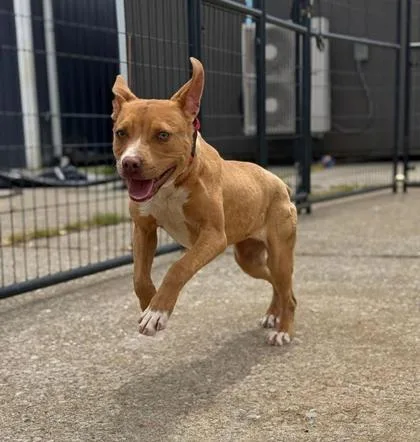 A young medium-sized female Pit Bull Terrier dog named Star for adoption in Daytona Beach, FL