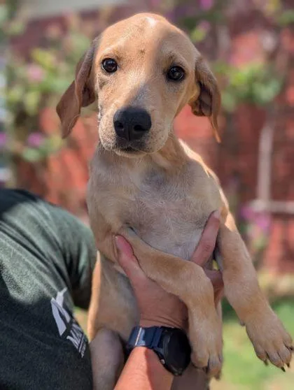 An adult large-sized female Retriever dog named Sadie for adoption in Mansfield, TX