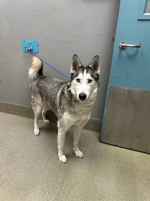 An adult large-sized male Siberian Husky dog named Jack Sparrow for adoption in Las Vegas, NV