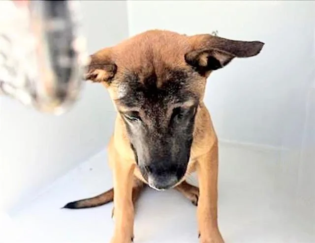 A baby small-sized male Black Mouth Cur dog named Rudy for adoption in Houston, TX