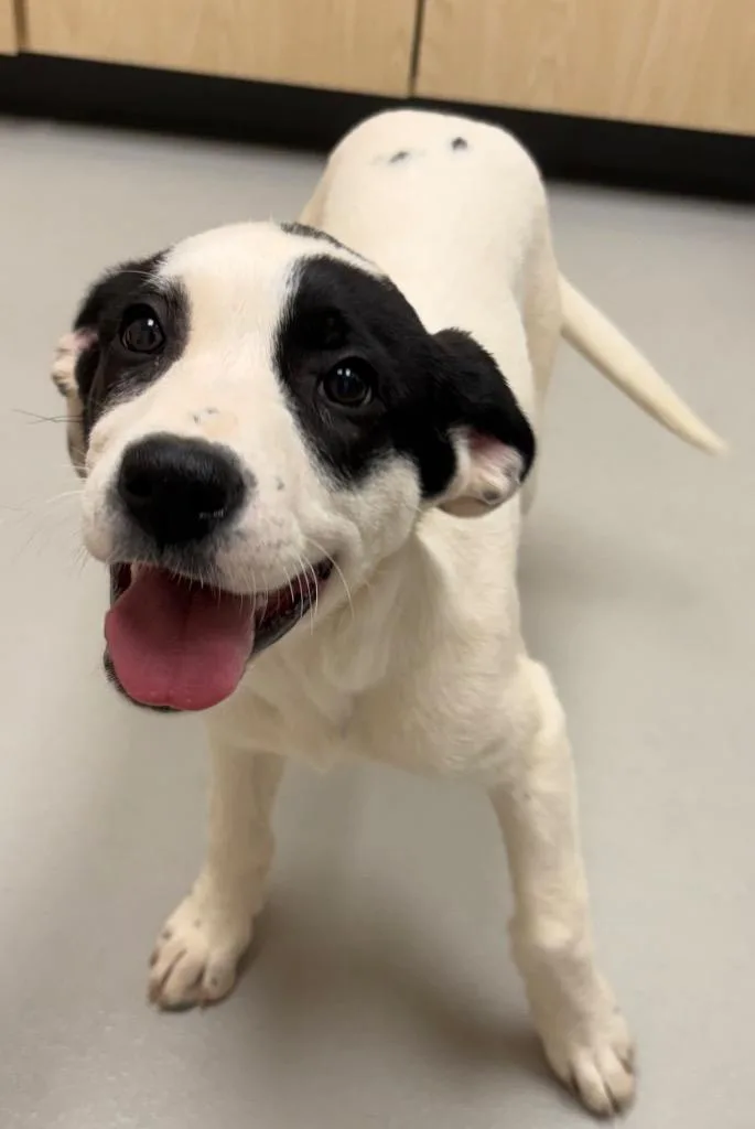 Dwarfs Grumpy Ac 