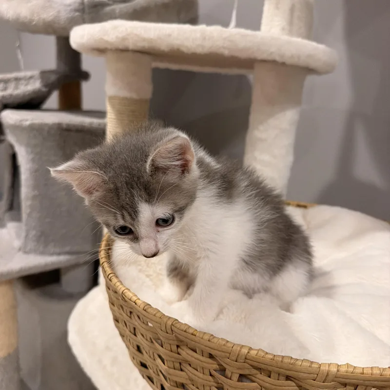 A baby medium-sized male Domestic Short Hair cat named Reef for adoption in Thornwood, NY