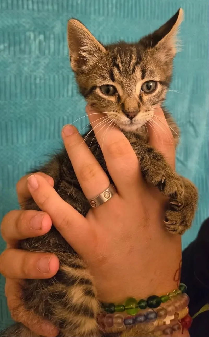 A baby medium-sized male Tabby (Brown / Chocolate) Tabby cat named Drew for adoption in Tehachapi, CA