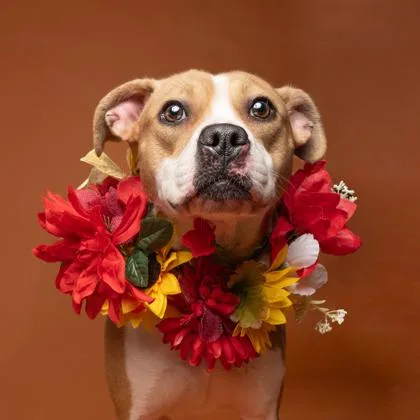 An adult medium-sized female Pit Bull Terrier dog named Ashley for adoption in Atlanta, GA