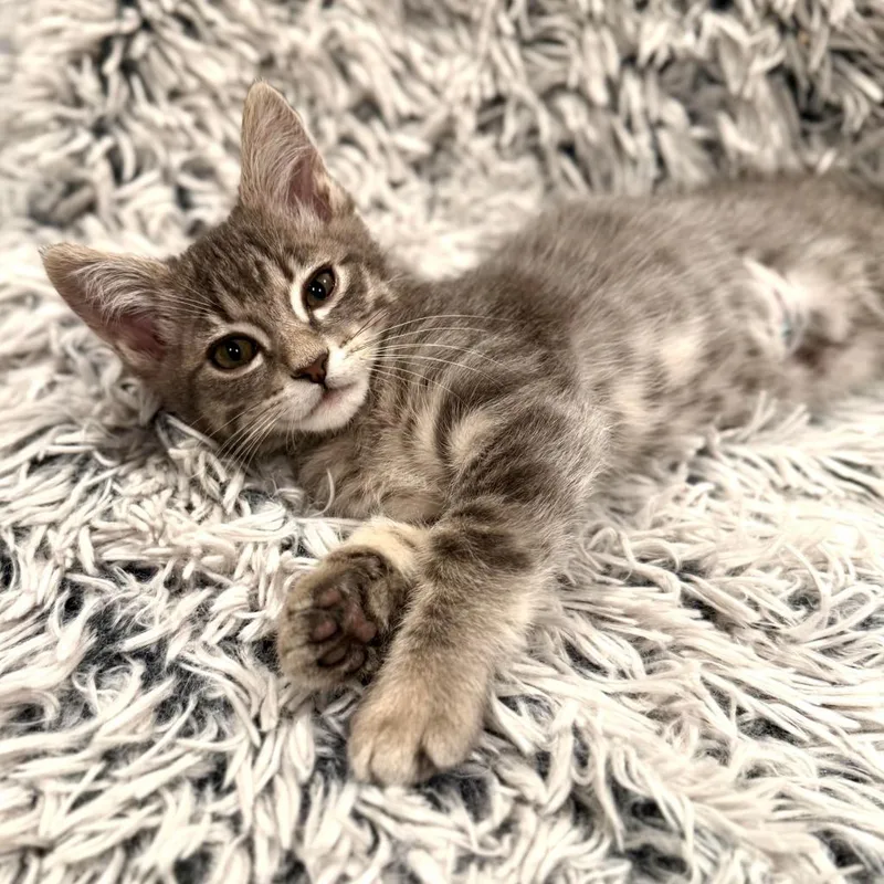 A baby medium-sized male Domestic Short Hair cat named Poseidon for adoption in Salt Lake City, UT