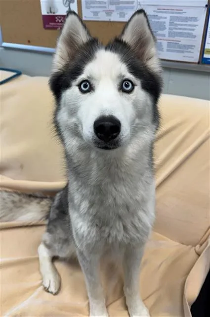 A young medium-sized female Husky dog named Everest for adoption in Peoria, IL