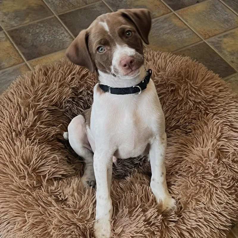 A baby medium-sized male Brown / Chocolate Mixed Breed dog named Taro for adoption in Baldwin, MD