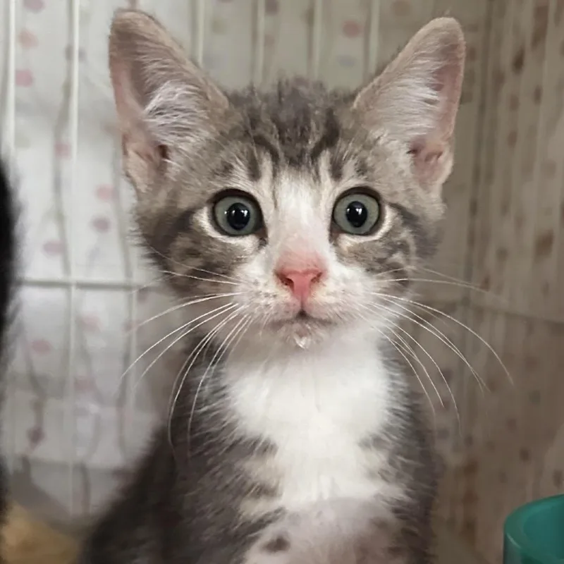 A baby small-sized male Brown / Chocolate Domestic Short Hair cat named Smidge for adoption in Newark, NJ
