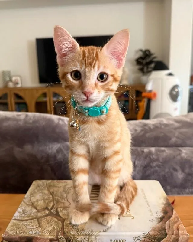 A baby small-sized male Orange / Red Tabby cat named Waffle Breakfast Litter for adoption in Anthem, AZ