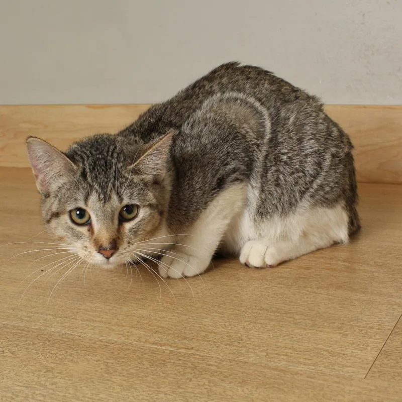 A young medium-sized female White Domestic Short Hair cat named Beaker C for adoption in Minnetonka, MN