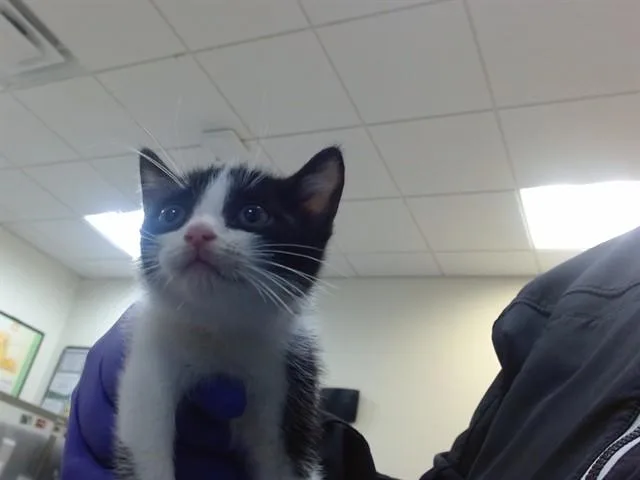 A baby small-sized male Domestic Short Hair cat named Braveheart for adoption in Miami, FL