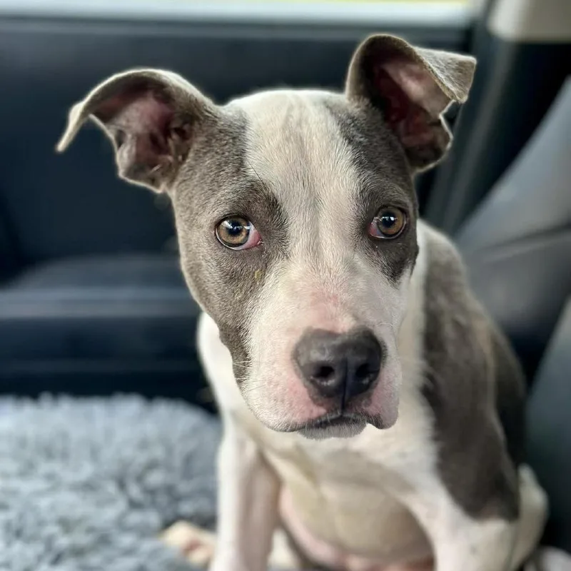 A young medium-sized female Gray / Blue / Silver Mixed Breed dog named Tallulah Jasmine for adoption in Long Island City, NY