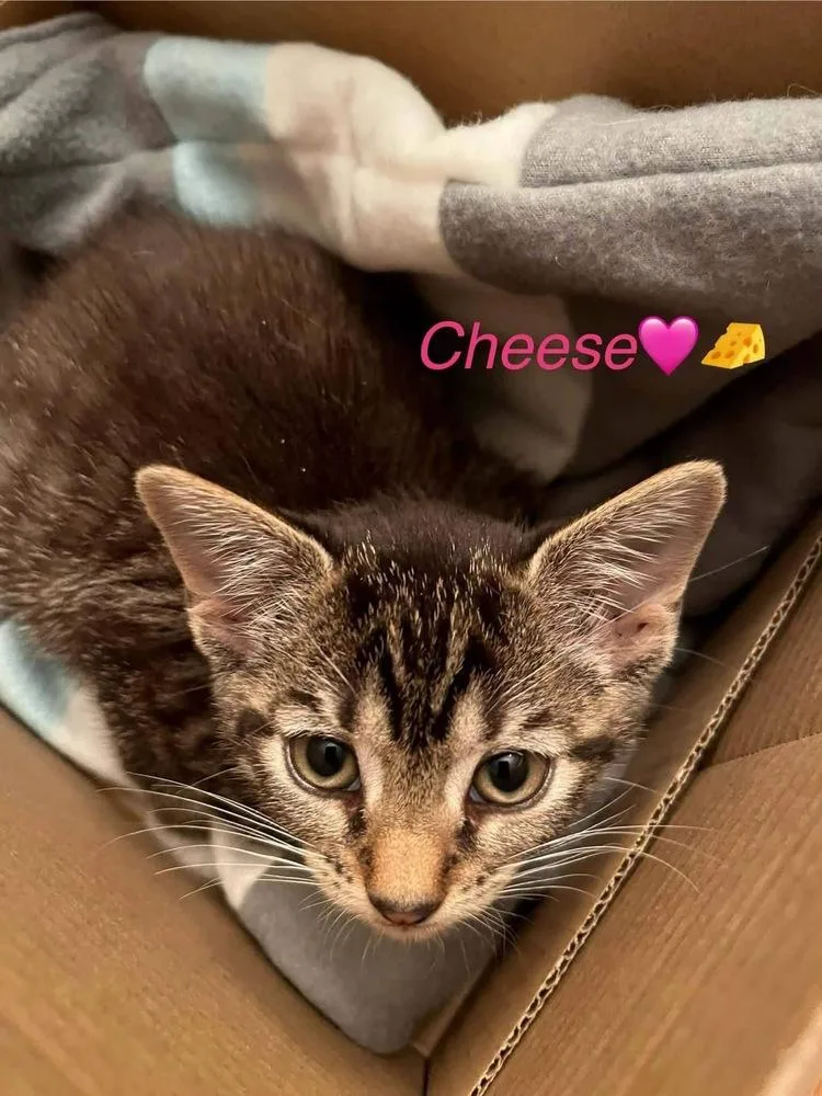A baby small-sized female Tabby (Brown / Chocolate) Domestic Short Hair cat named Cheese for adoption in Virginia Beach, VA