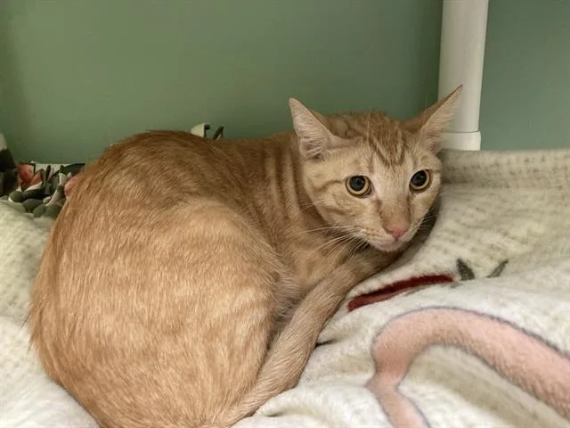 A young small-sized male Domestic Short Hair cat named Bob Chorba for adoption in Tustin, CA