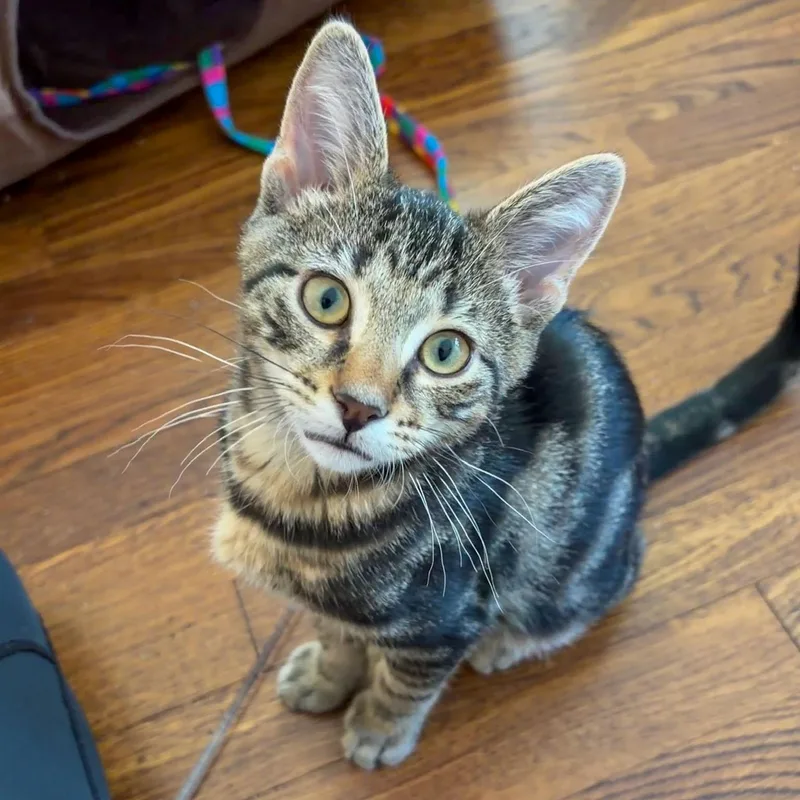 A baby large-sized male Tabby (Brown / Chocolate) Domestic Short Hair cat named Sheffield for adoption in Stamford, CT