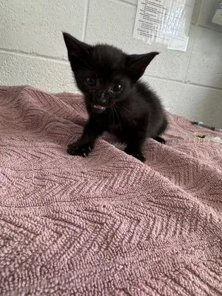 An adult small-sized female Domestic Short Hair cat named Vayda for adoption in Port Allen, LA