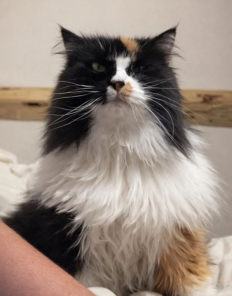 A senior large-sized female Domestic Long Hair cat named Plumpy for adoption in Buhl, ID