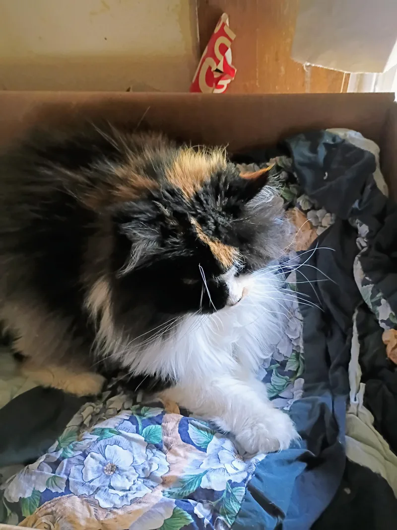 Plumpy thumbnail 2