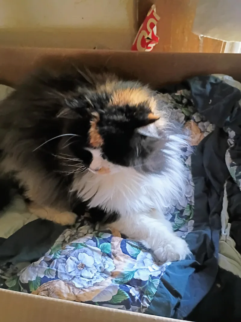 Plumpy thumbnail 3