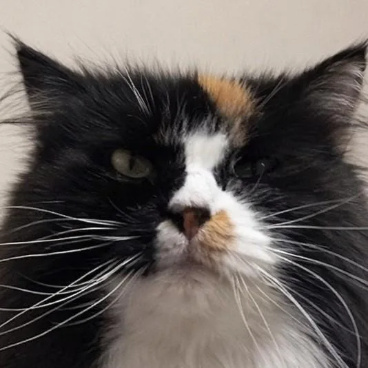 Plumpy thumbnail 4