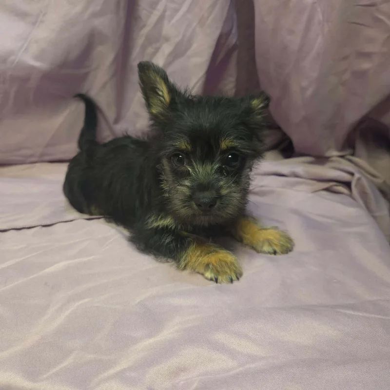 A baby small-sized female Bicolor Terrier dog named Nina for adoption in Uxbridge, MA
