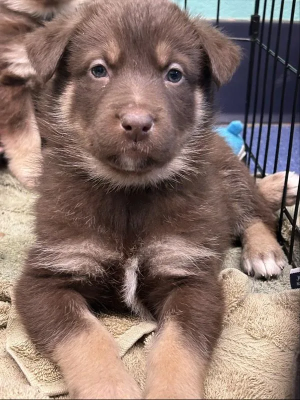 Valentine thumbnail 2