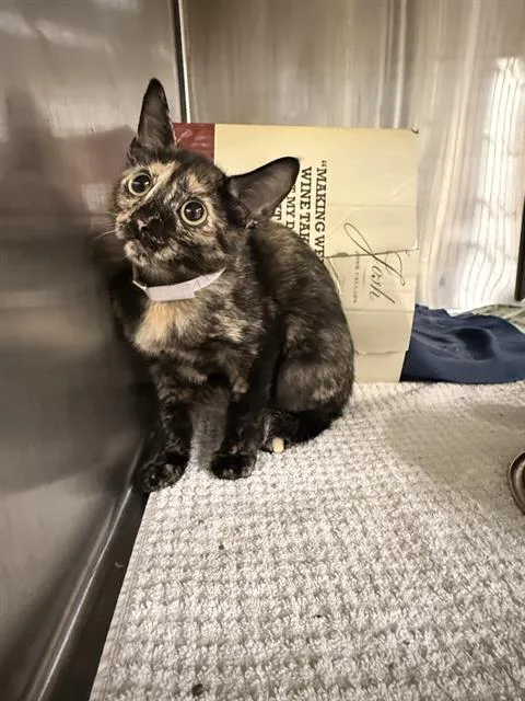 A baby small-sized female Domestic Short Hair cat named Forest for adoption in Houston, TX