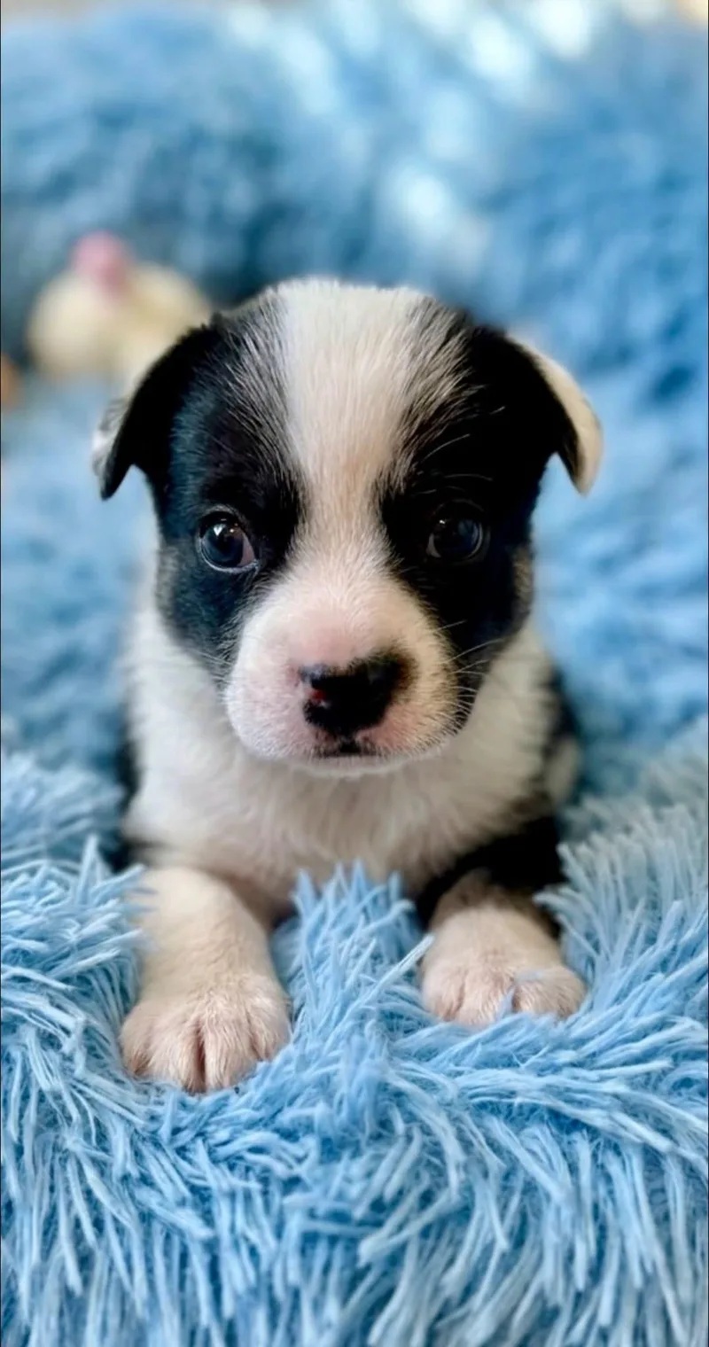 A baby medium-sized male French Bulldog dog named Pablo for adoption in Rockwall, TX