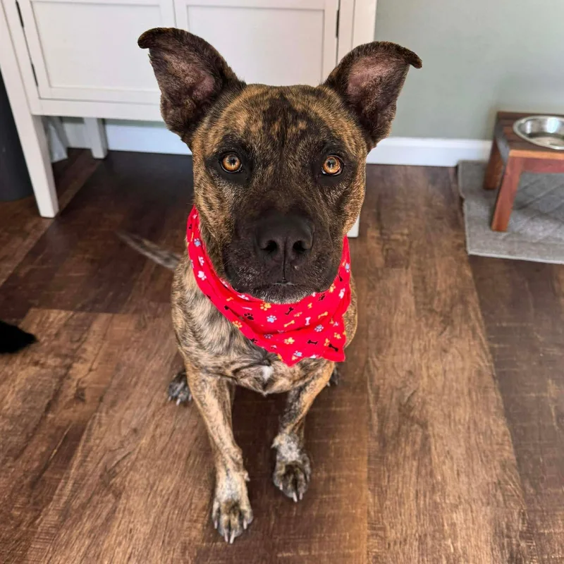 A young large-sized male Brindle Black Mouth Cur dog named Tigger for adoption in Oregon, WI
